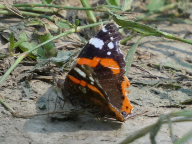Vanessa atalanta - atalantalepke