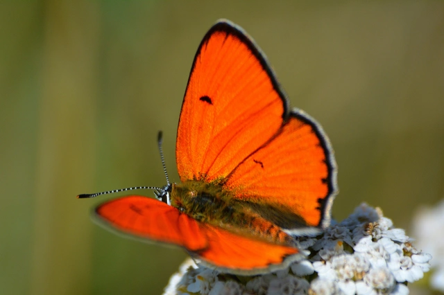 Lycaena dispar rutilus - nagy tűzlepke