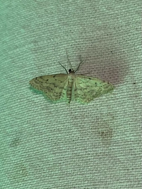 Idaea seriata - szürke apróaraszoló