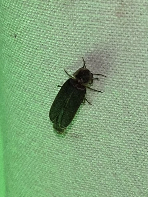 Lampyris noctiluca - nagy szentjánosbogár