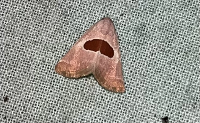 Calymma communimacula - pajzstetűfaló bagoly