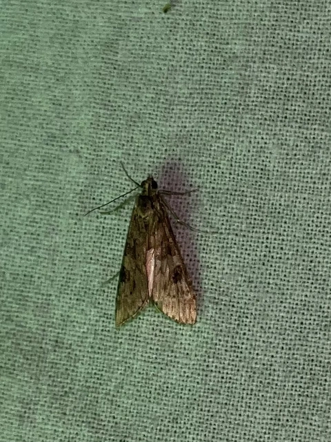 Nomophila noctuella - közönséges vándormoly