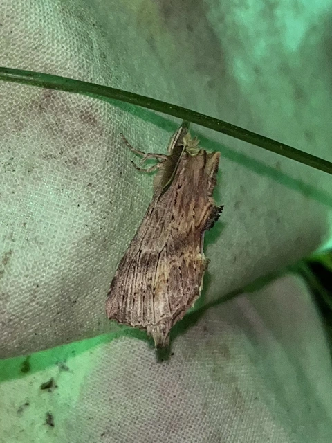 Pterostoma palpina - csőrös púposszövő