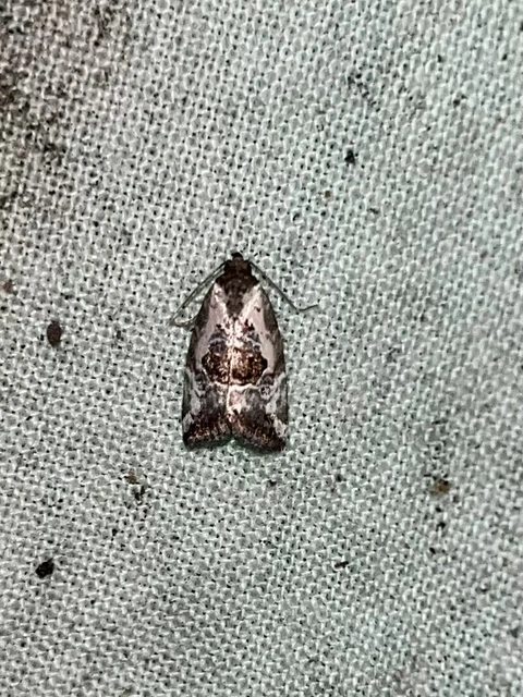 Hapalotis venustula - rózsaszínű mázasbagoly