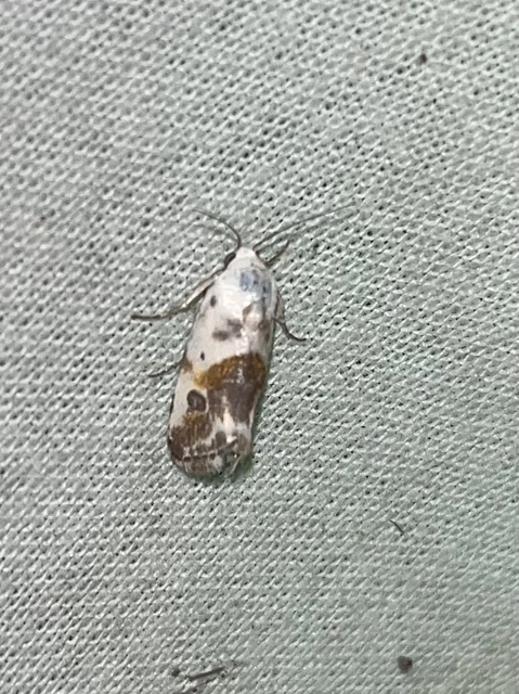 Ponometia candefacta - parlagfűbagoly
