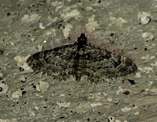 Gymnoscelis rufifasciata - vöröscsíkos törpearaszoló