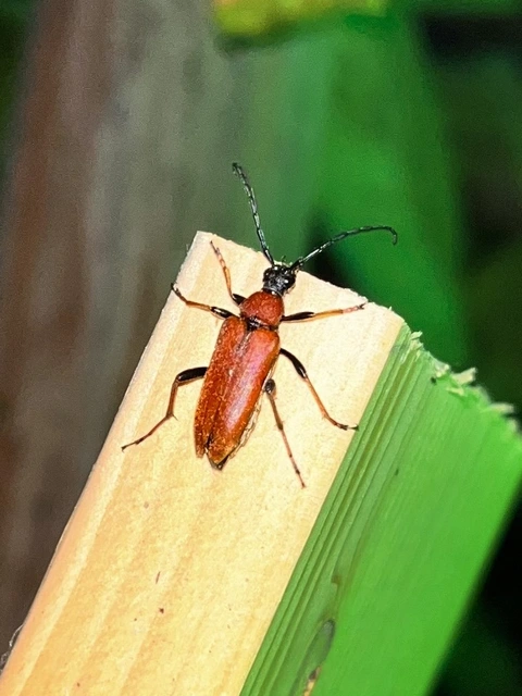 Stictoleptura rubra - vörös virágcincér