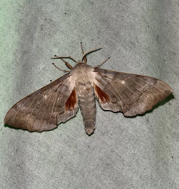 Laothoe populi - nyárfaszender
