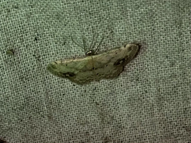 Idaea dimidiata - gyakori apróaraszoló