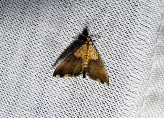 Agrotera nemoralis - ligeti tűzmoly