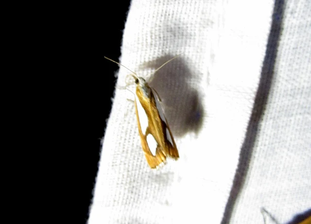 Catoptria pinella - ezüstös fűgyökérmoly