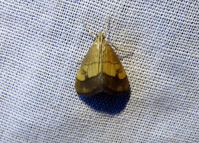 Evergestis limbata - közönséges dudvamoly