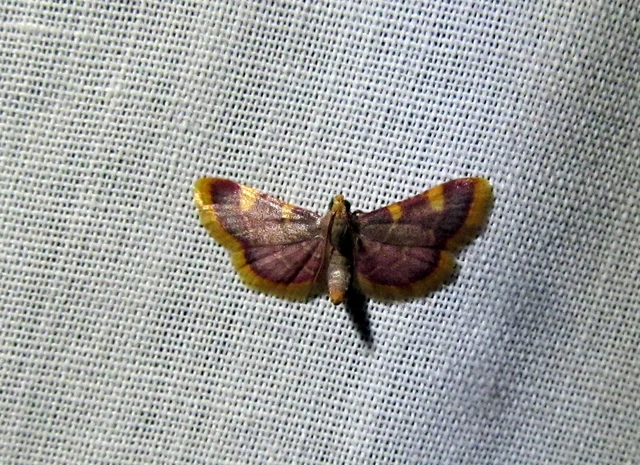 Hypsopygia costalis - szénailonca
