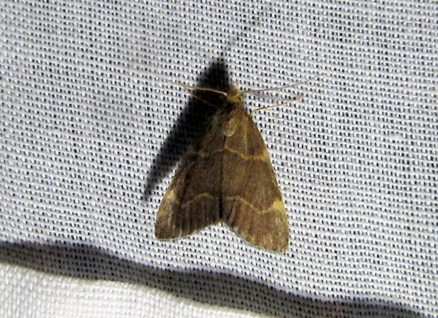 Hypsopygia glaucinalis - rezes fényilonca