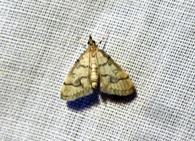 Metasia ophialis - kígyósávos tűzmoly