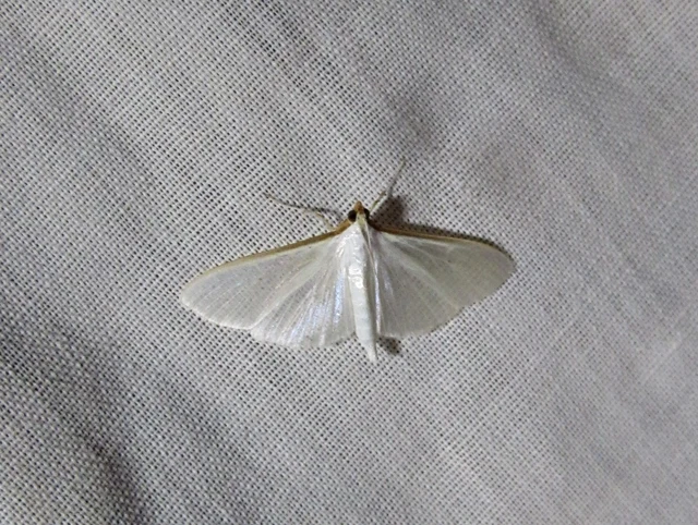 Palpita vitrealis - hófehér tűzmoly
