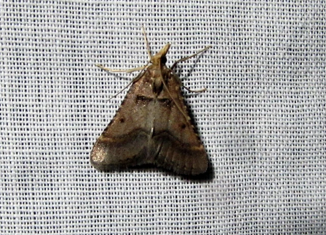 Stemmatophora brunnealis - barna fényilonca