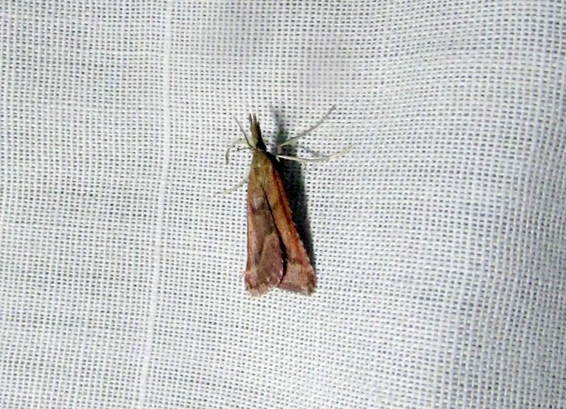 Synaphe punctalis - hosszúlábú fényilonca