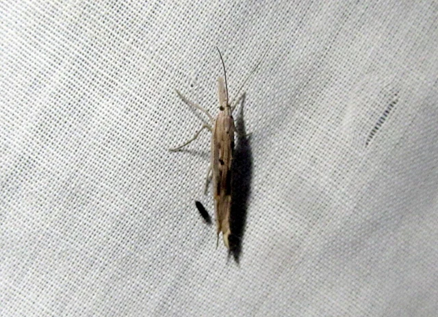 Ypsolopha mucronella - kecskerágómoly