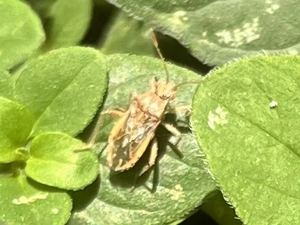 Rhopalidae - üvegpoloskák