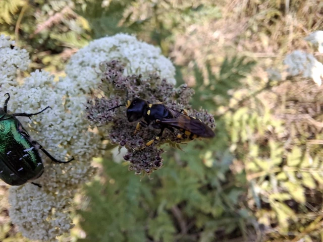 Hymenoptera - Hártyásszárnyúak