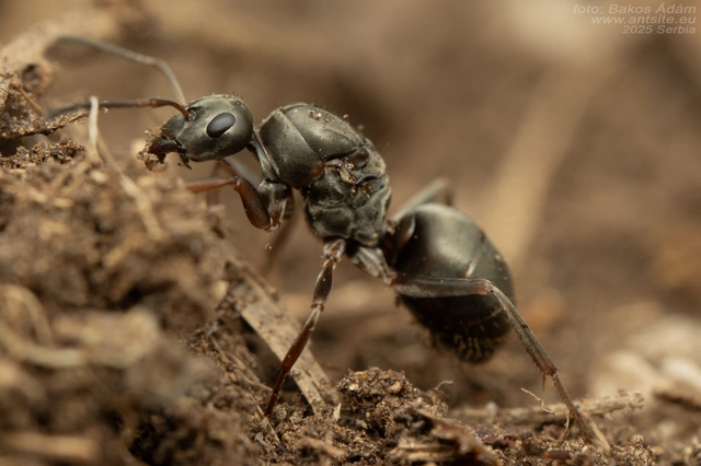 Formica cunicularia - gyakori rabszolgahangya