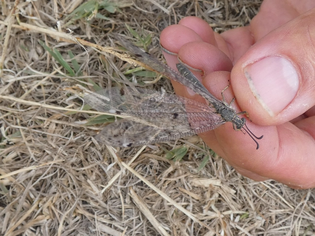 Distoleon tetragrammicus - négyfoltos hangyaleső
