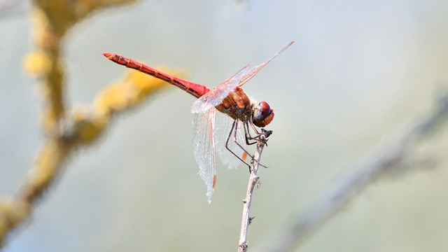 Sympetrum fonscolombii - vándor katona-szitakötő