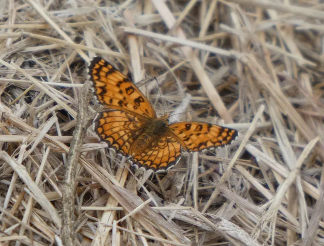 Melitaea phoebe - nagy tarkalepke