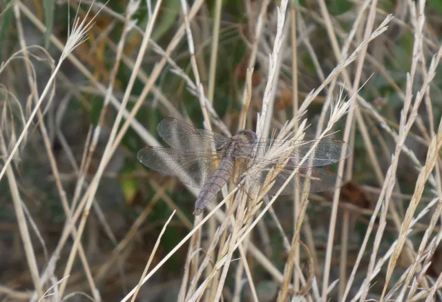 Crocothemis erythraea - skarlát szitakötő