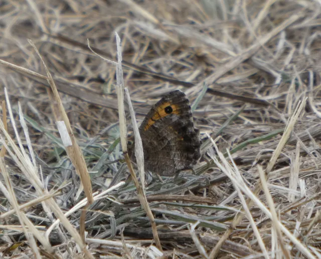 Arethusana arethusa - közönséges szemeslepke