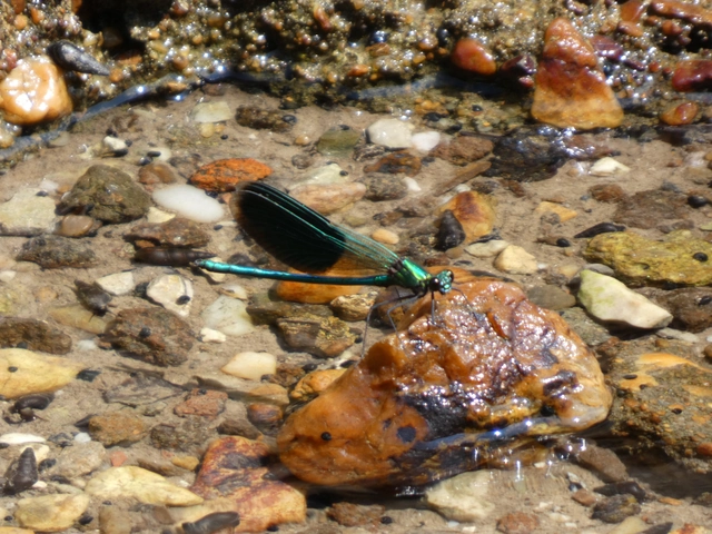 Calopteryx splendens - sávos szitakötő