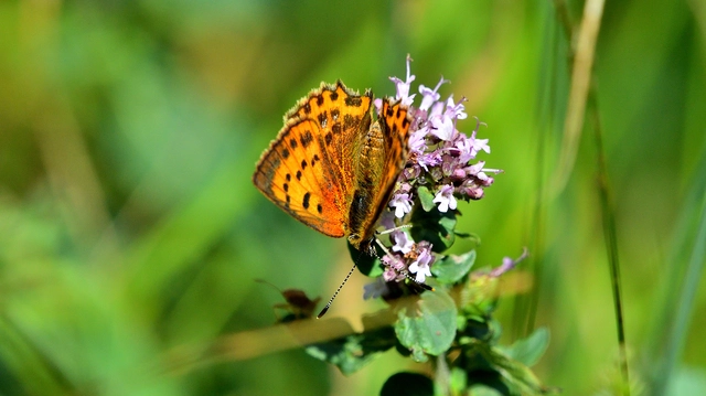 Lycaena virgaureae - arany-tűzlepke
