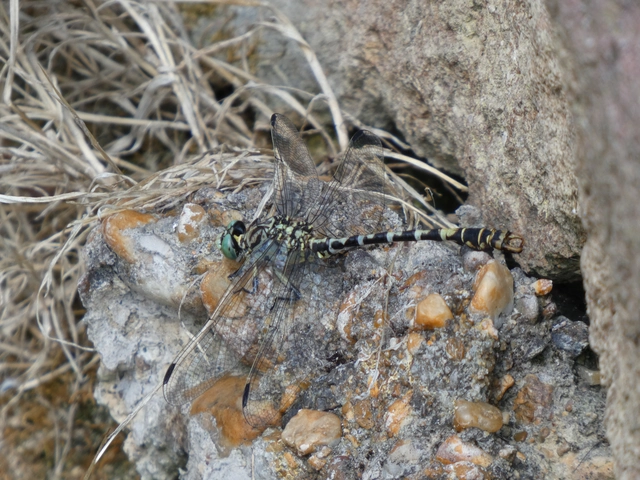 Onychogomphus forcipatus - gyűrűs folyami-szitakötő Onychogomphus forcipatus - gyűrűs folyami-szitakötő