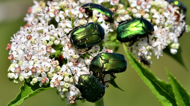Cetonia aurata - aranyos virágbogár