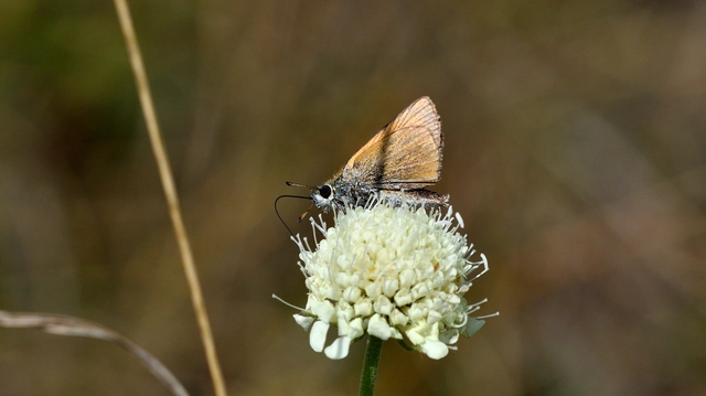 Thymelicus lineola - vonalas busalepke