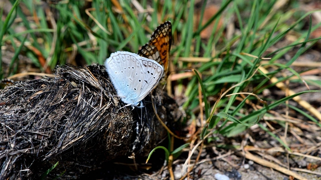 Polyommatus daphnis - csipkés boglárka