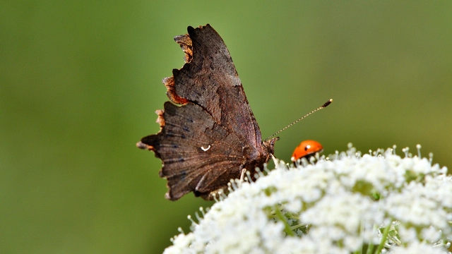 Nymphalis c-album - C-betűs lepke