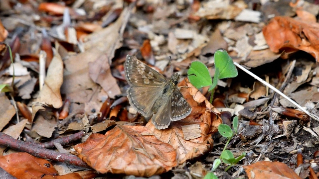 Erynnis tages - cigánylepke