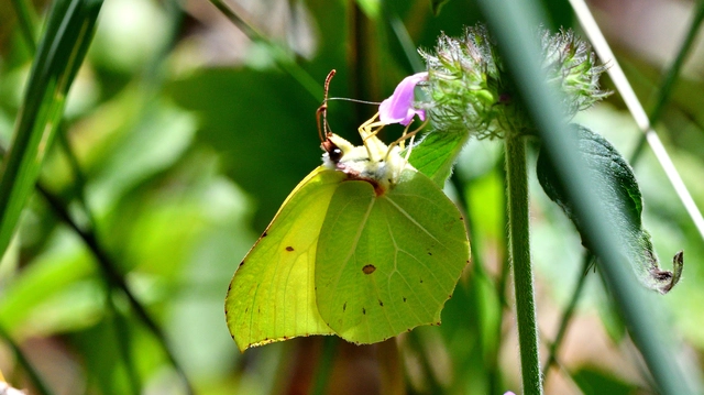 Gonepteryx rhamni - citromlepke