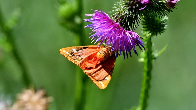 Euplagia quadripunctaria - csíkos medvelepke