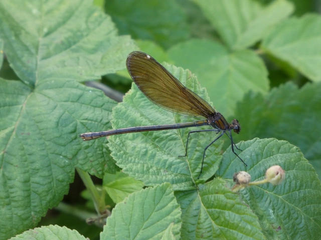 Calopteryx virgo - kisasszony-szitakötő