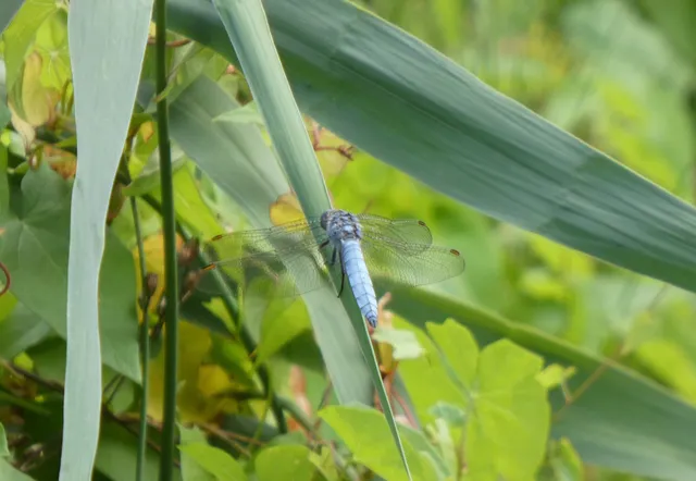 Orthetrum brunneum - pataki pásztorszitakötő