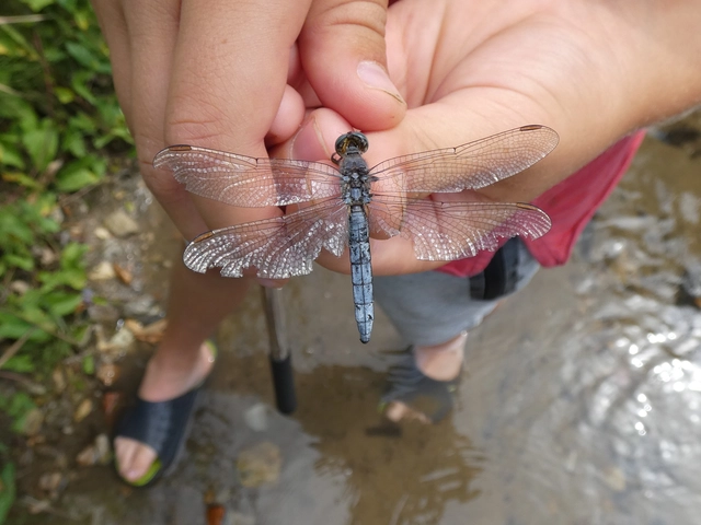 Orthetrum coerulescens - karcsú pásztorszitakötő