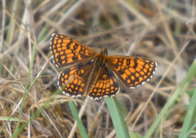 Melitaea athalia - közönséges tarkalepke