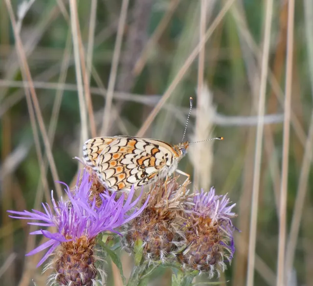 Melitaea phoebe - nagy tarkalepke