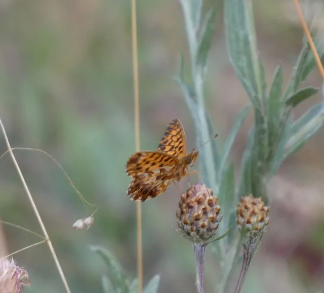 Boloria dia - kis gyöngyházlepke