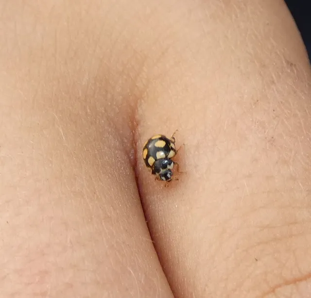 Coccinula quatuordecimpustulata - feketesárga katóka