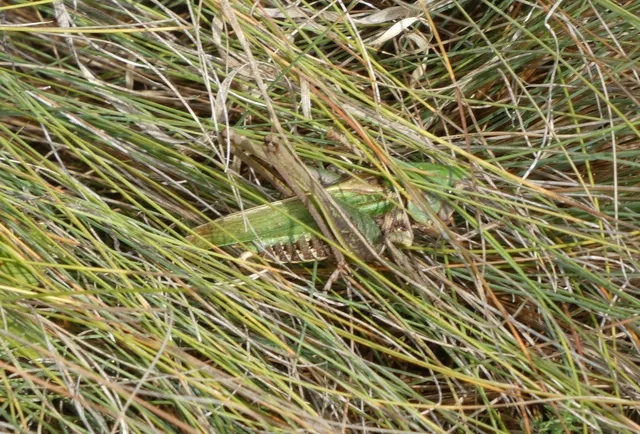 Decticus verrucivorus - szemölcsevő szöcske