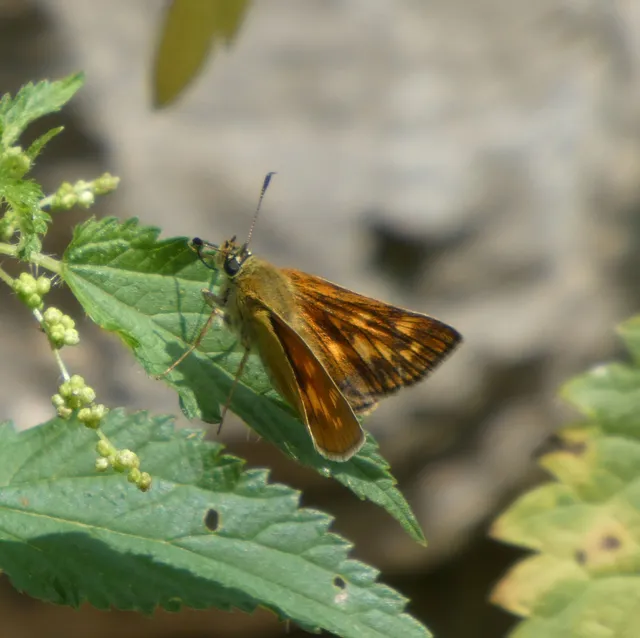 Ochlodes sylvanus - erdei busalepke